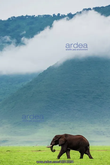 : African elephants (Loxodonta africana) in the Ng : African elephants (Loxodonta africana) in the Ng