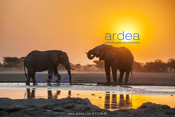 : Two African elephants (Loxodonta africana) at sunset : Two African elephants (Loxodonta africana) at sunset
