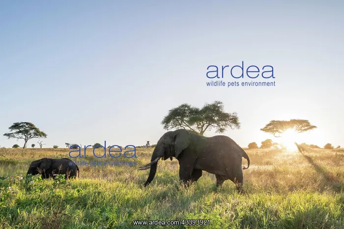: African elephants (Loxodonta africana) at sunset : African elephants (Loxodonta africana) at sunset