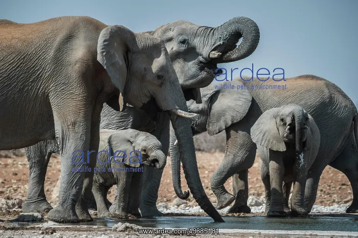 : African elephants (Loxodonta africana) with young : African elephants (Loxodonta africana) with young