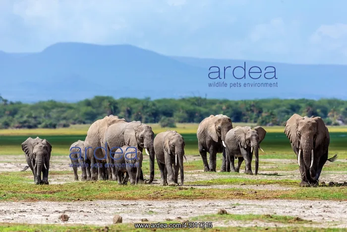 : African Elephants in the Marsh area in Amboseli : African Elephants in the Marsh area in Amboseli