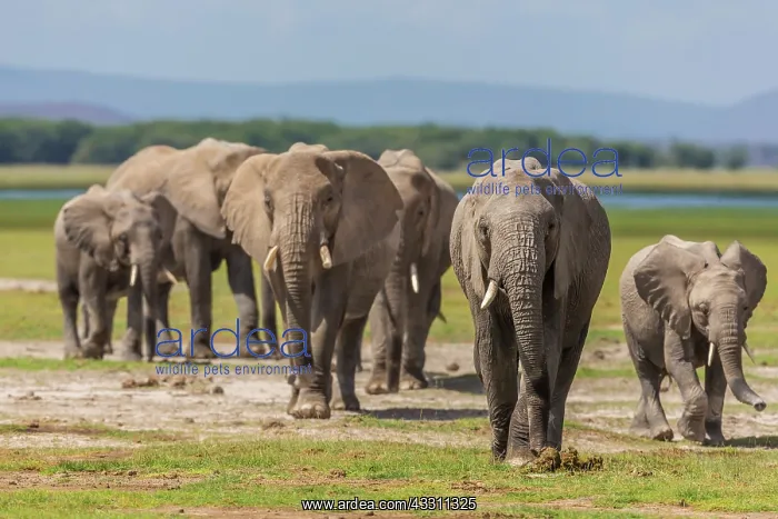 : African Elephants in the Marsh area in Amboseli : African Elephants in the Marsh area in Amboseli