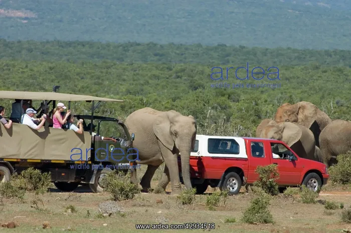 : African Elephants mingling closely with tourist vehicles : African Elephants mingling closely with tourist vehicles