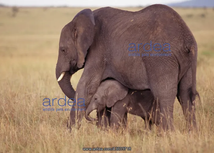 : African Elephants - Mother & Baby : African Elephants - Mother & Baby