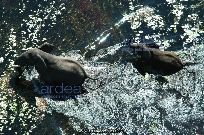 : African Elephants - Mother & Calf in water : African Elephants - Mother & Calf in water