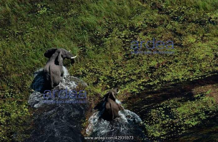 : African Elephants - Mother & Calf in water : African Elephants - Mother & Calf in water