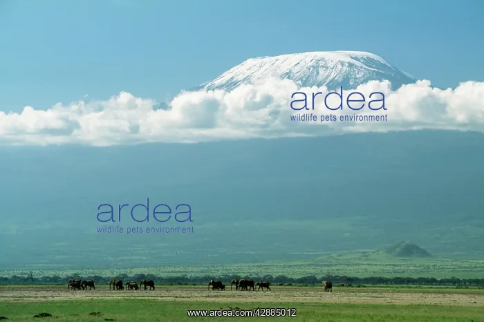  : AFRICAN ELEPHANTS - with Mount Kilimanjaro in distance