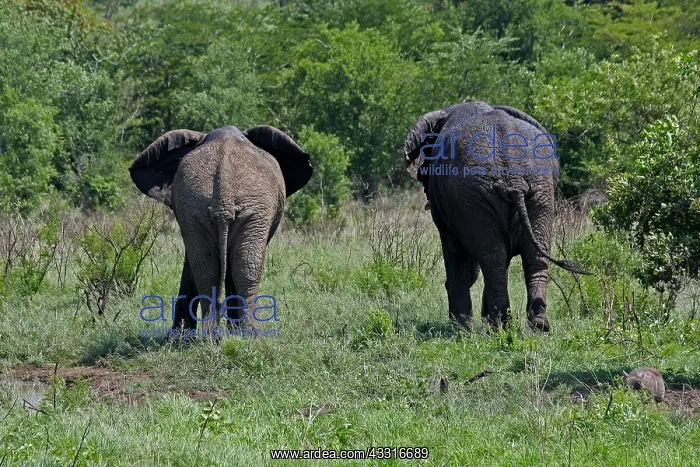 : African Elephants after mudbath walking away 0497 : African Elephants after mudbath walking away 0497