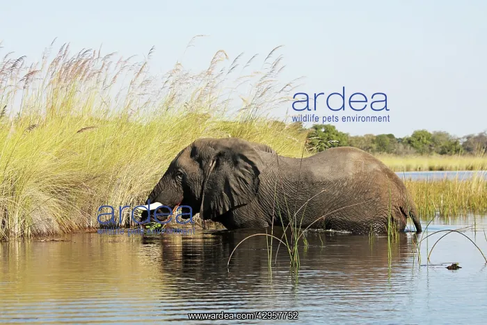 : African Elephants in Okawango river : African Elephants in Okawango river