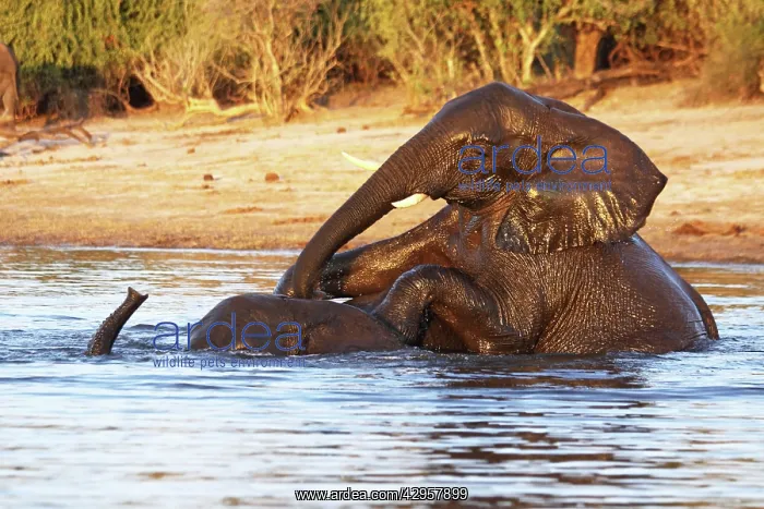 : African elephants playing in Chobe river : African elephants playing in Chobe river