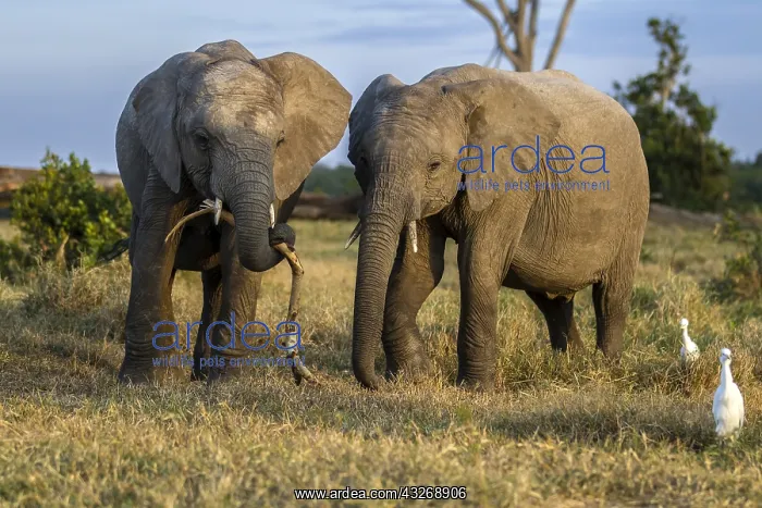 : African Elephants playing in Ol Pjeta, Laikipia : African Elephants playing in Ol Pjeta, Laikipia