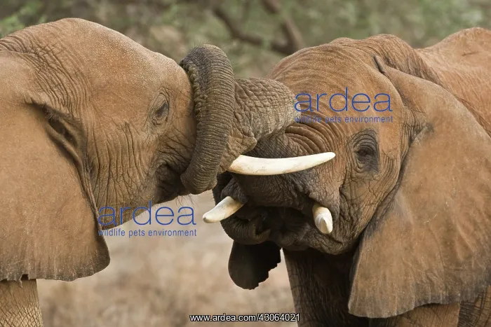 : African Elephants at Samburu NP, Kenya : African Elephants at Samburu NP, Kenya