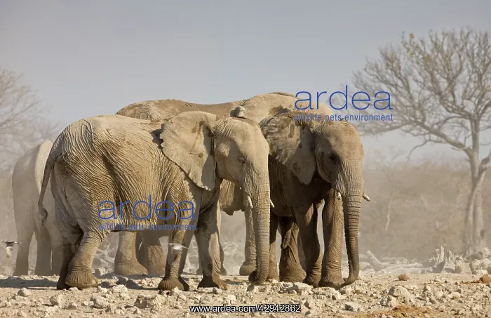 : African Elephants - Standing close together : African Elephants - Standing close together