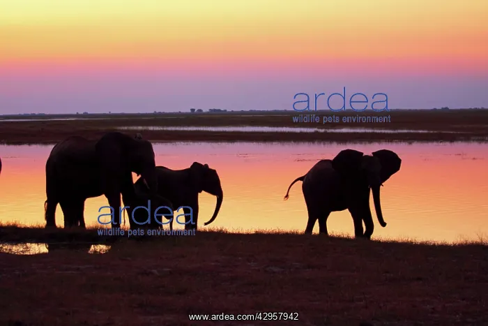 : African elephants at sunset : African elephants at sunset