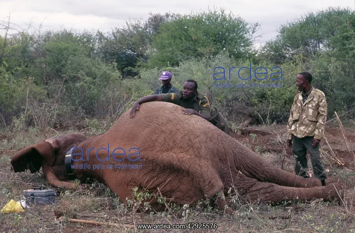 : African Elephants - Translocation from Mwea NR : African Elephants - Translocation from Mwea NR