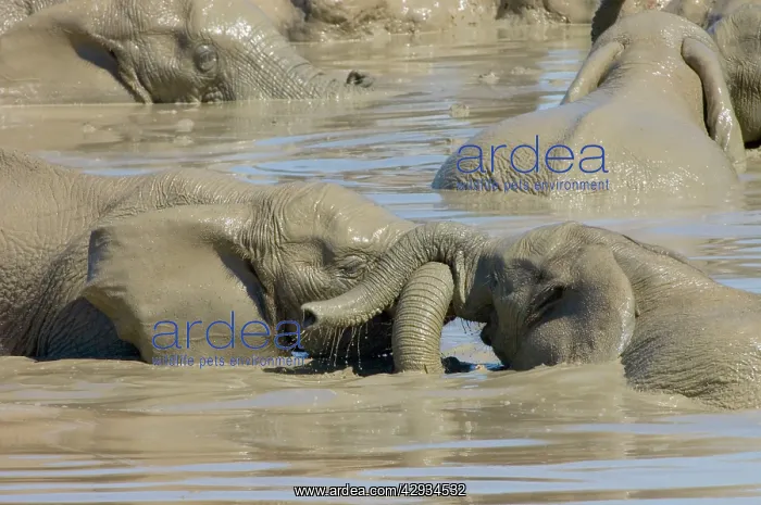  : African Elephants trunk-wrestling while playing in waterhole