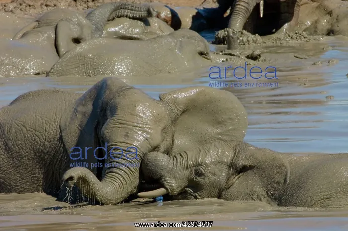 : African Elephants trunk-wrestling while playing in waterhole : African Elephants trunk-wrestling while playing in waterhole