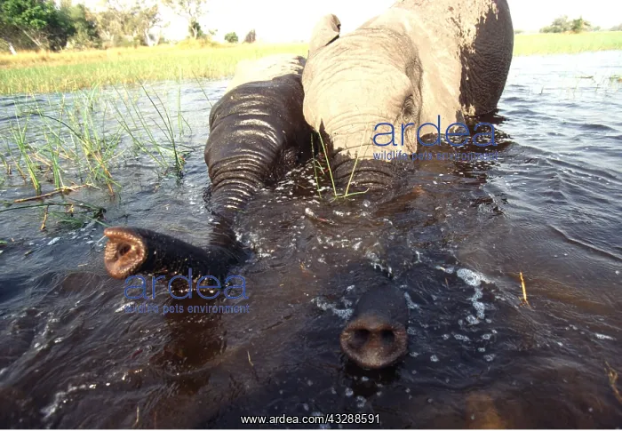 : African ELEPHANTS - two, bathing : African ELEPHANTS - two, bathing