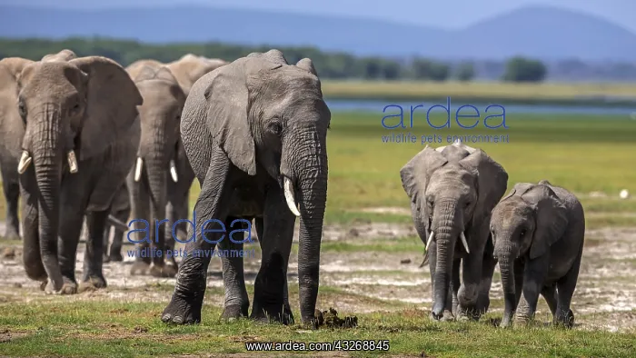 : African Elephants walking in Amboselli National : African Elephants walking in Amboselli National