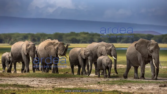 : African Elephants walking in Amboselli National : African Elephants walking in Amboselli National
