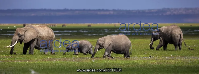 : African Elephants walking inthe marsh Amboselli : African Elephants walking inthe marsh Amboselli
