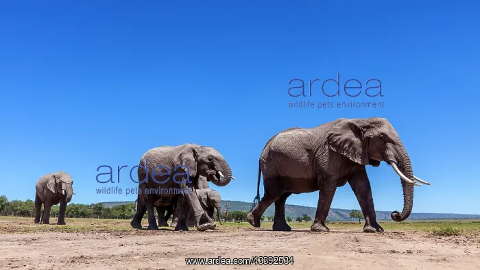 : African elephants walking in Masai Mara : African elephants walking in Masai Mara