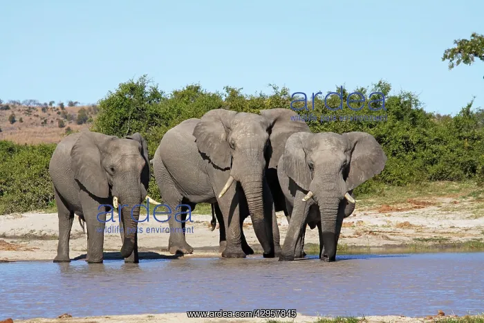 : African Elephants at waterhole : African Elephants at waterhole