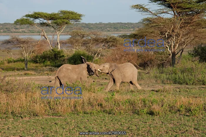 : African Elephants - young bulls jousting : African Elephants - young bulls jousting