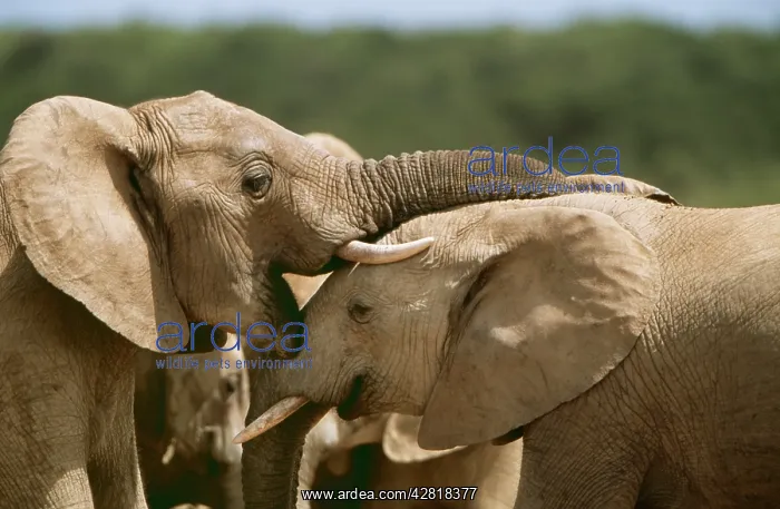 : AFRICAN ELEPHANTS - two young sparring, heads close-up : AFRICAN ELEPHANTS - two young sparring, heads close-up
