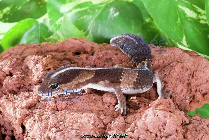 : African Fat-tailed Gecko : African Fat-tailed Gecko