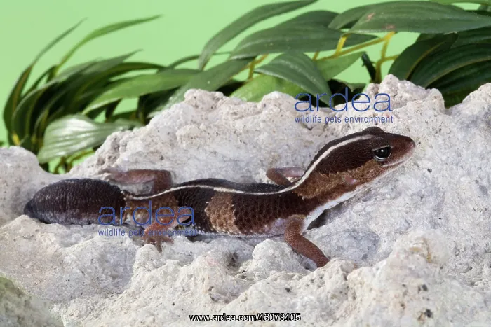 : African Fat-tailed Gecko : African Fat-tailed Gecko