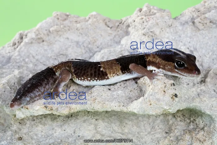 : African Fat-tailed Gecko : African Fat-tailed Gecko