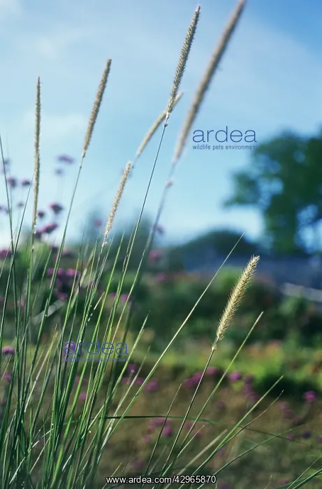 : African Feather Grass : African Feather Grass