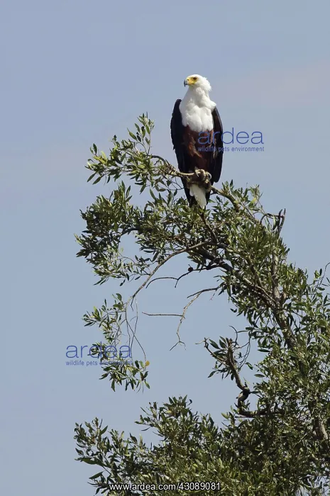 : African Fish Eagle : African Fish Eagle