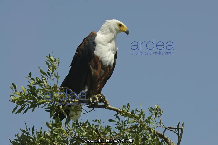 : African Fish Eagle : African Fish Eagle