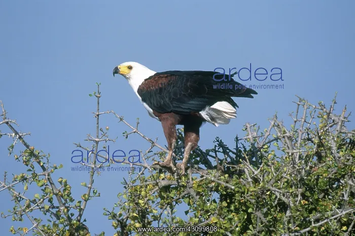 : African Fish Eagle : African Fish Eagle