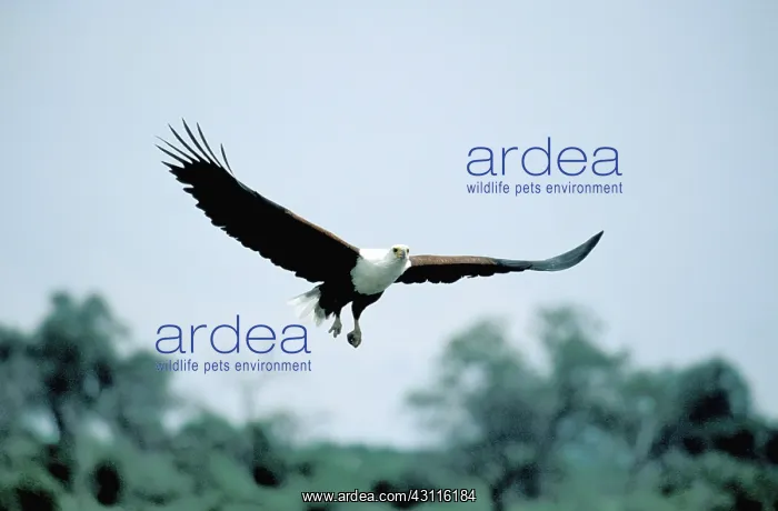 : African Fish Eagle : African Fish Eagle