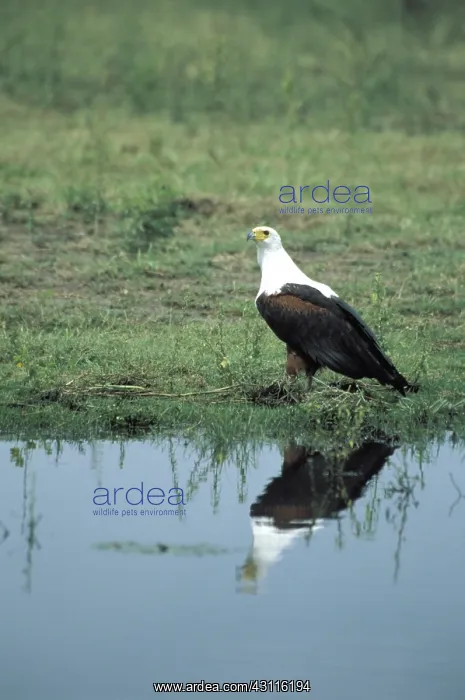 : African Fish Eagle : African Fish Eagle