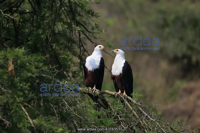: African Fish Eagle : African Fish Eagle