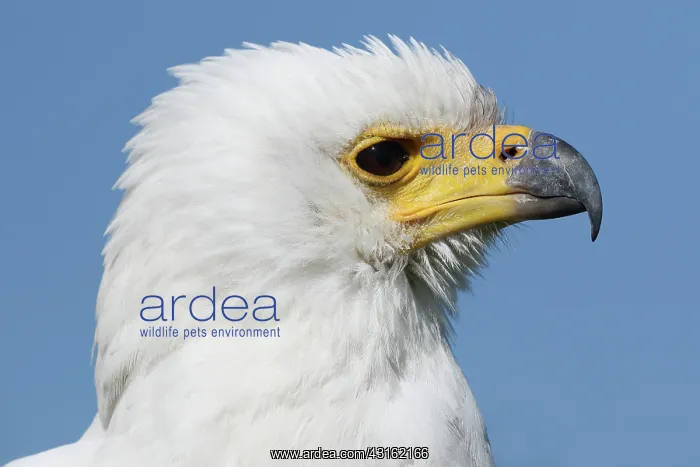 : African Fish Eagle : African Fish Eagle
