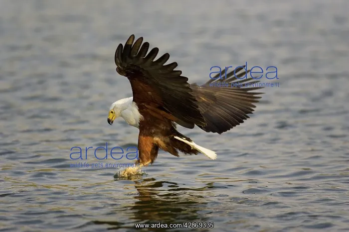 : African Fish Eagle - Catching a fish in the Kafue River : African Fish Eagle - Catching a fish in the Kafue River