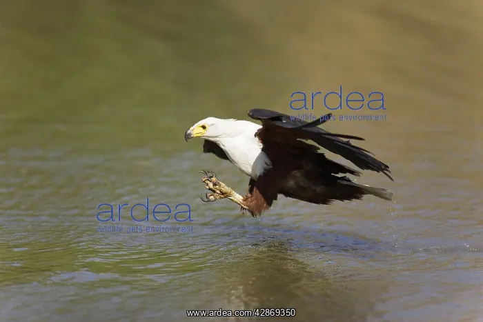 : African Fish Eagle - Comes flying in order to catch : African Fish Eagle - Comes flying in order to catch