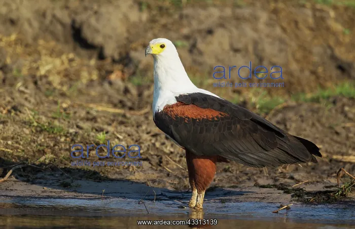 : African Fish Eagle - drinking at the bank of the Chobe River : African Fish Eagle - drinking at the bank of the Chobe River
