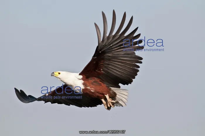 : African Fish Eagle - in flight : African Fish Eagle - in flight