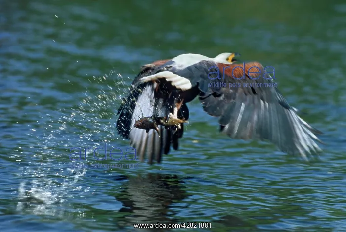 : African Fish EAGLE - in flight carring a : African Fish EAGLE - in flight carring a