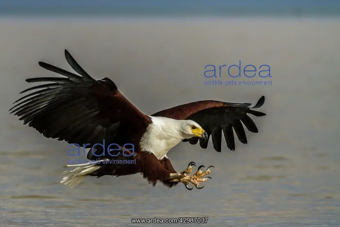 : African Fish Eagle - in flight above water - : African Fish Eagle - in flight above water -