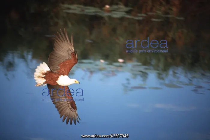: AFRICAN FISH EAGLE - in flight over water : AFRICAN FISH EAGLE - in flight over water