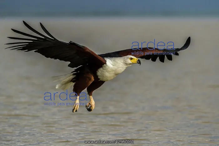: African Fish Eagle - in flight above water. Lake : African Fish Eagle - in flight above water. Lake