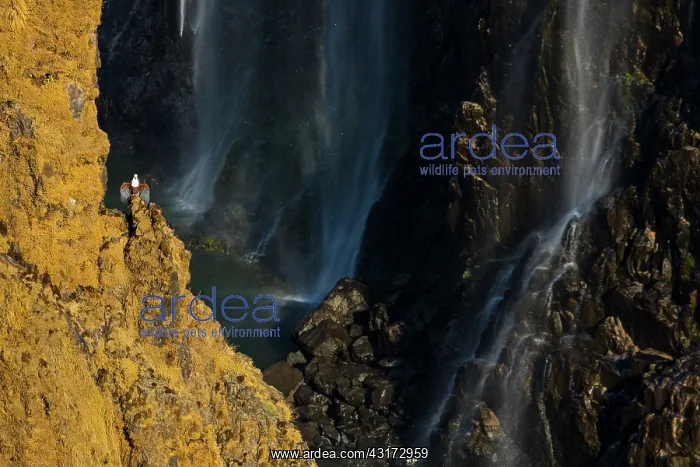 : African Fish Eagle (Haliaeetus vocifer) on cliff : African Fish Eagle (Haliaeetus vocifer) on cliff