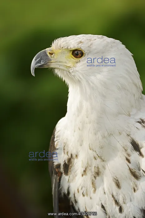 : African fish eagle (Haliaeetus vocifer), portrait : African fish eagle (Haliaeetus vocifer), portrait